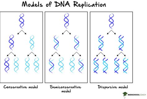 dispersive vs semiconservative